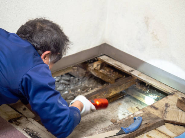 Best Mold Remediation for Specific Building Types in West Vero Corridor, FL