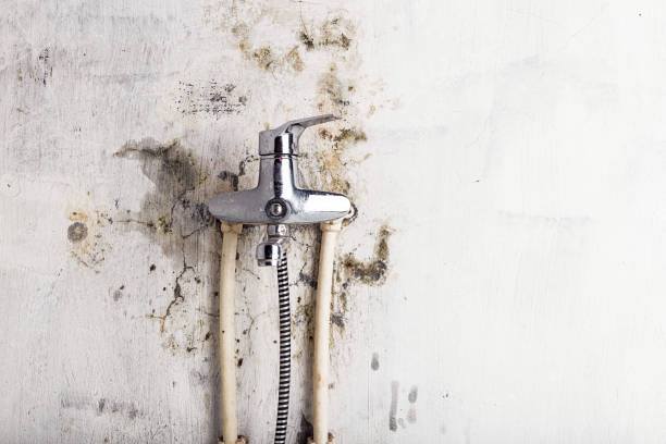 Best Bathroom Mold Remediation in West Vero Corridor, FL